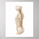 Search for vertebrate posters Digitally generated image