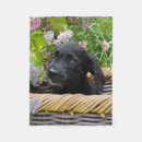 Search for labrador blankets Puppy