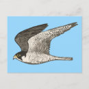 Search for peregrination postcards Peregrine