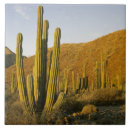 Search for arid tiles Landscape