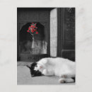 Search for colour splash postcards Black and white
