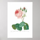 Search for rosa posters Vintage
