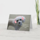 Search for poodle cards White