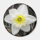 Search for white daffodil magnets Easter