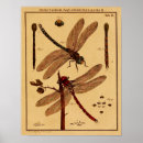 Search for dragonfly illustration posters Bug