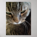 Search for closeup posters Pet