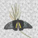 Search for black swallowtail stickers Floral