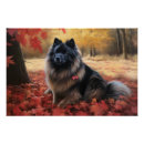 Search for keeshond posters Pet