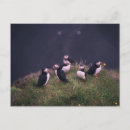 Search for atlantic puffin postcards Puffins