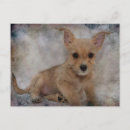 Search for yorkie puppy postcards Animal