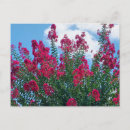 Search for myrtle postcards Nature