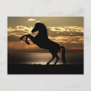 Search for horse sunset postcards Animals