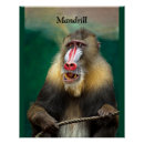 Search for mandrill posters Ape