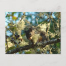 Search for little brown postcards Baby