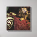 Search for down photography Domestic animals