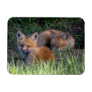 Search for kit magnets Red fox