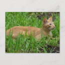 Search for katz postcards Haustier