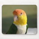 Search for bellies mouse mats Nature