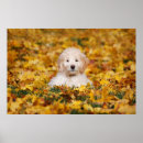 Search for large breed posters Goldendoodle