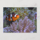 Search for clownfish postcards Marine life