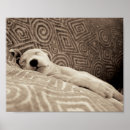 Search for black and white dog posters Pets