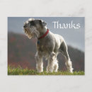 Search for schnauzer thank you cards Pup