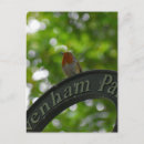 Search for european robin bird postcards Birds