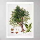 Search for engravings posters Botanical