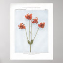 Search for nodding Flower