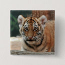 Search for zoo square badges Cat