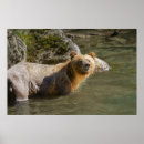 Search for wild bear posters Animals in the wild