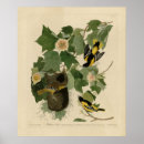 Search for oriole posters Illustration