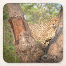 Search for african safari coasters Nature