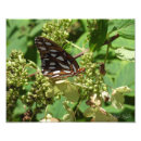 Search for fritillary posters Garden