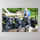 Search for gibbons posters Tree