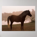 Search for mountain horse posters Sunrise
