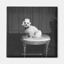 Search for white poodle magnets Sitting