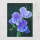 Search for sweet peas postcards Blue