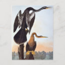 Search for anhinga Birds of america