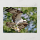 Search for large image postcards Bird
