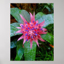 Search for bromeliad posters Tropical