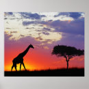 Search for giraffa posters Giraffe