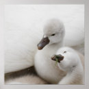 Search for mute swan posters Wildlife