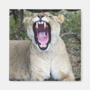 Search for panthera magnets Outdoors
