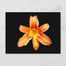 Search for lilium postcards Orange