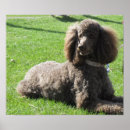 Search for standard poodle art Pet