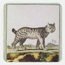 Search for lynx stickers Wild