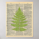 Search for fern illustration posters Vintage