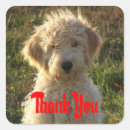 Search for goldendoodle puppy stickers Dog