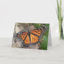 Search for monarch butterfly cards Summer